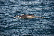 Picture 'Ant1_1_02851 Whale, Antarctica and sub-Antarctic islands, South Orkney'